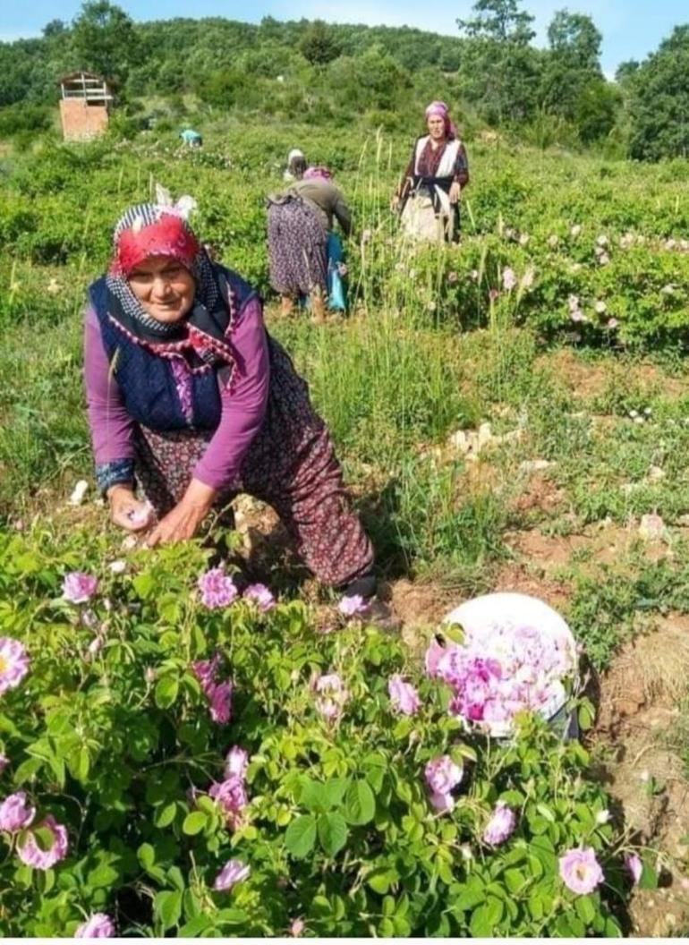 Ispartada yeni gül çiçeği taban fiyatı belli oldu