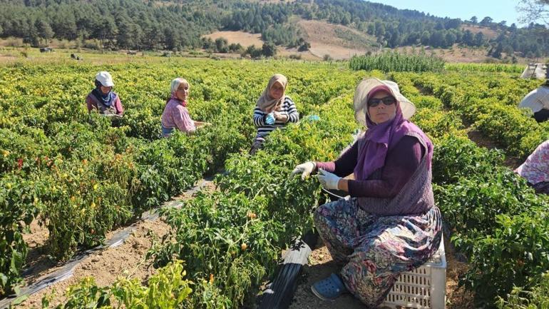 Sarı altında hasat zamanı Geçen yıl fiyatı 18 liraydı bu yıl 90 liraya çıktı