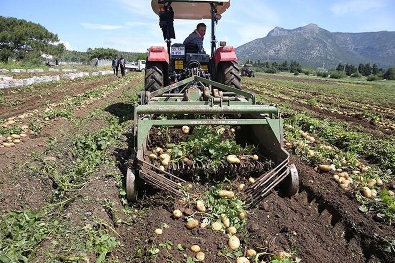 Konyada herkese ücretsiz: Tarlaya girmek yetiyor
