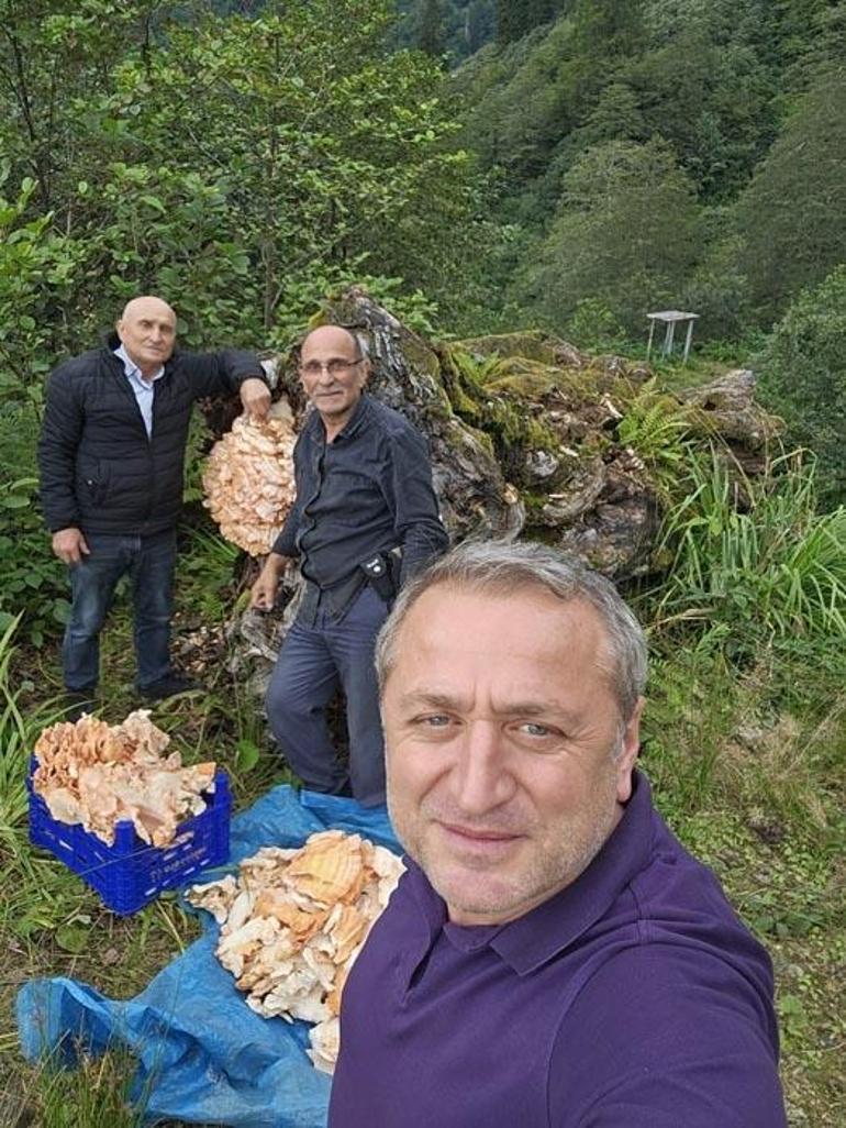 Rize Ardeşen ilçesinde ormandaki dev mantar şaşkınlık yarattı