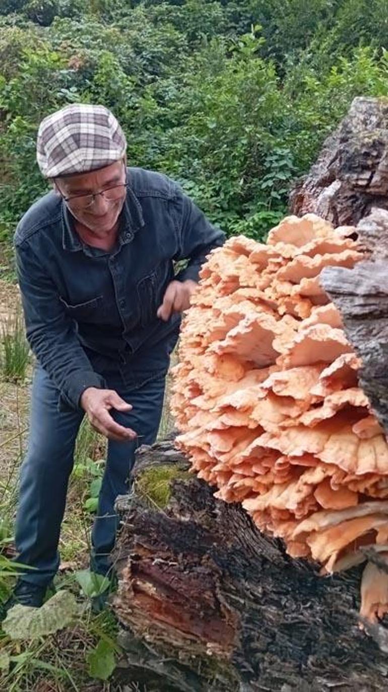 Rize Ardeşen ilçesinde ormandaki dev mantar şaşkınlık yarattı