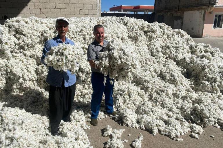 Gaziantepte beyaz altın hasadı başladı Kilosunu 32 liradan sattı, 15 bin dönüm zengin edecek