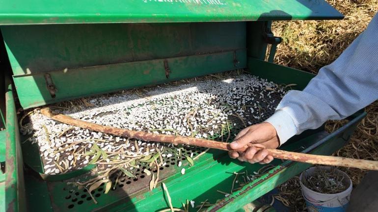 Türk mutfağının vazgeçilmezinde hasat başladı Tazesi 80 lira, kurusu 120 liradan satılıyor