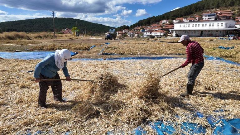 Türk mutfağının vazgeçilmezinde hasat başladı Tazesi 80 lira, kurusu 120 liradan satılıyor