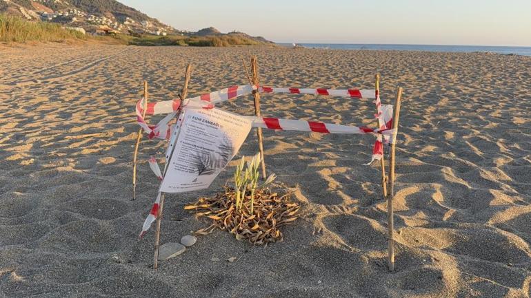Bu çiçeği koparmanın bedeli yarım milyondan fazla