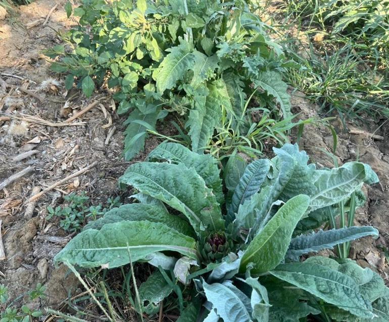 Tarlada 8 liraya alınıyor Sadece bir işlemden geçtikten sonra 60 liraya satılıyor