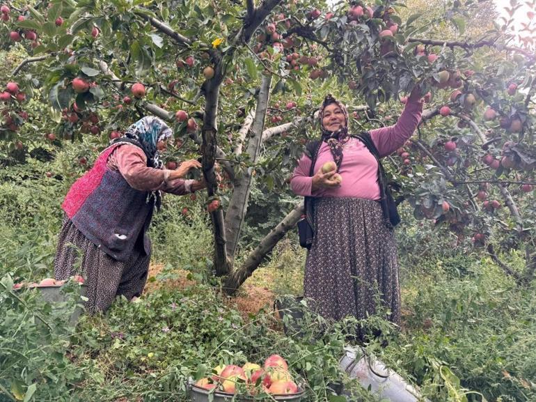 Meyve tabaklarının vazgeçilmezi geçen yıl 12,5 liraya satılıyordu Bu yıl 50 liradan gidiyor
