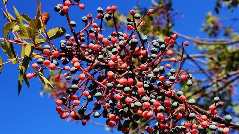 Konya’da ‘çıtlak’ Tokat’ta ‘çedene’ Manisa’da ‘çitlembik’ diyorlar Hasat başladı