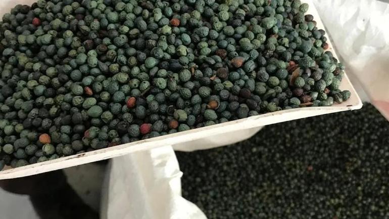 Konya’da ‘çıtlak’ Tokat’ta ‘çedene’ Manisa’da ‘çitlembik’ diyorlar Hasat başladı