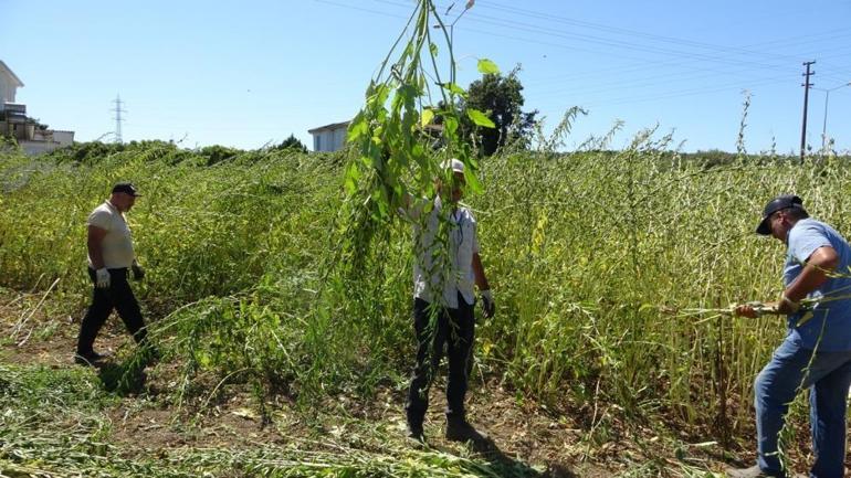 En kalitelisi bu ilimizde yetişiyor, adına altın deniyor Kilosu 140 liradan satılıyor