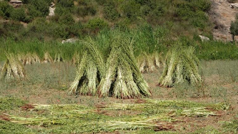 En kalitelisi bu ilimizde yetişiyor, adına altın deniyor Kilosu 140 liradan satılıyor