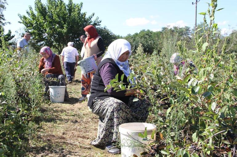 Tanesi küçük şifası büyük Hasadı başladı, kilosu 100 TL’den satılıyor
