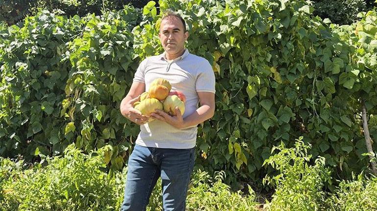 Bu domatesler bildiğiniz gibi değil Sason’un yüksek yaylalarında yetişiyor, her biri 700 gram…