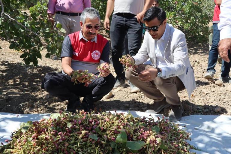 Türkiyenin üretiminde üst sıralarda yer alıyor En geç hasatlardan biri burada