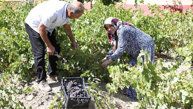 Geçmişi 3 bin yıllık Bu üzüm sadece bir ilçede yetişiyor