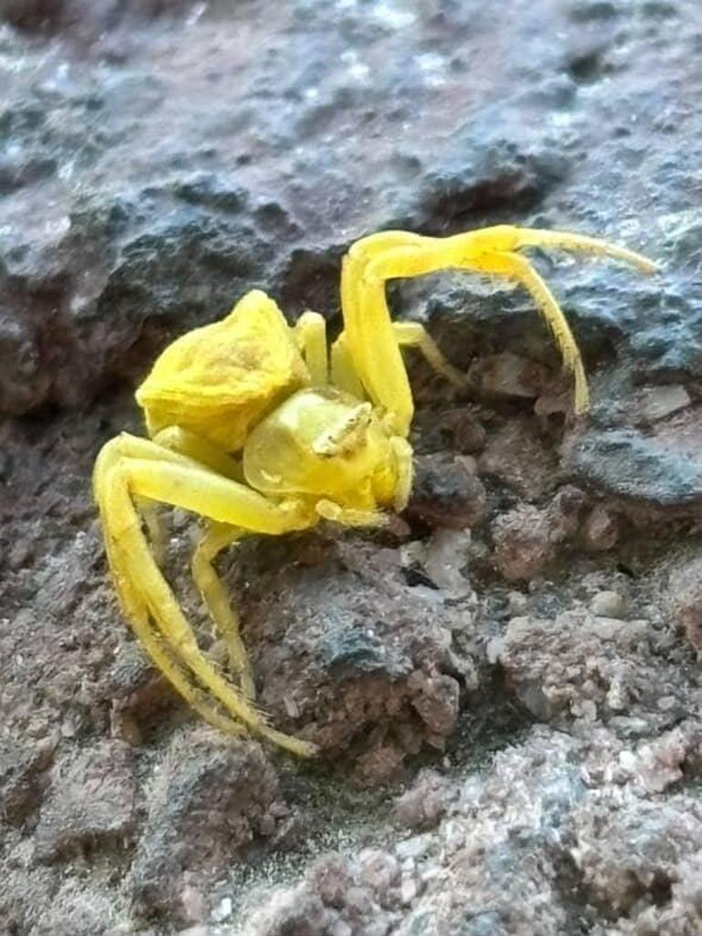 Elazığda mahalle arasında görüntülendi Türkiyede neredeyse hiç rastlanmıyor
