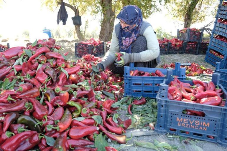 Mezun olur olmaz başladı, hedefine ulaştı 27 yaşında büyük para kazandı
