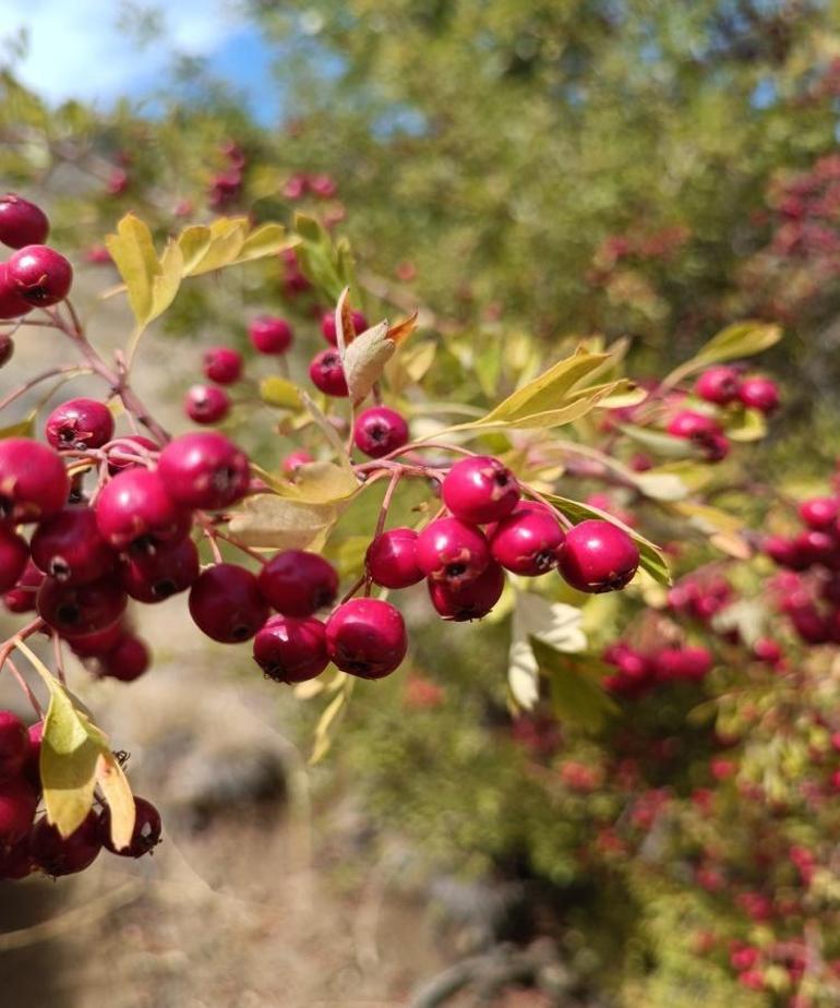 Sadece Konya’da yetişiyor Şifası dağlardan geliyor
