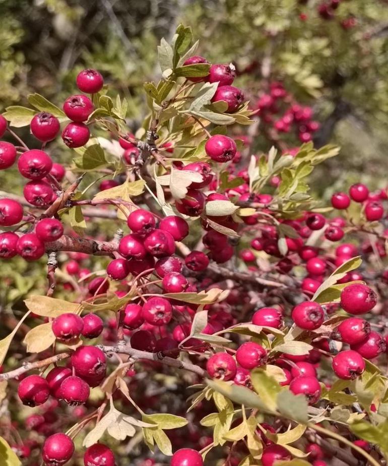 Sadece Konya’da yetişiyor Şifası dağlardan geliyor