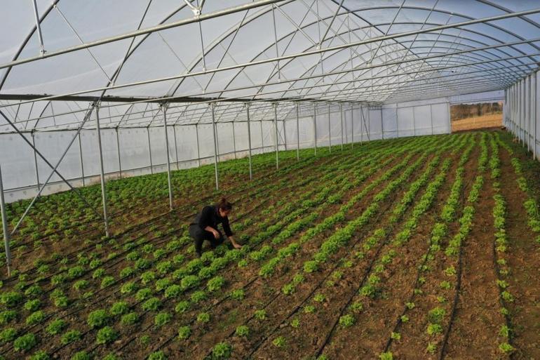 Kocaelide çiftçilere müjde: Yüzde 50 hibe verildi