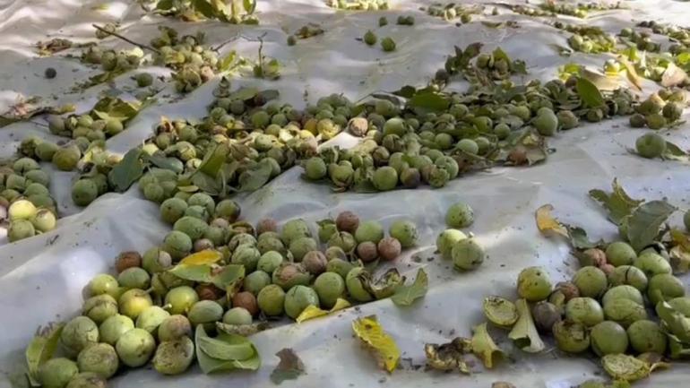 Tek tek toplanıyor, Türkiyenin en kalitelisi burada yetişiyor Kilosu 600 liradan satılıyor