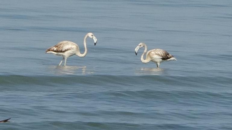 Onlar Van Gölünün misafirleri Flamingoların yeni durağı burası oldu