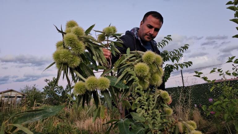 Doğunun soğuğunda denedi Sıcak iklim meyveleri yetiştirdi