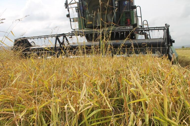 Sofraların vazgeçilmezinde hasat başladı Tarlada 42 liradan satılıyor