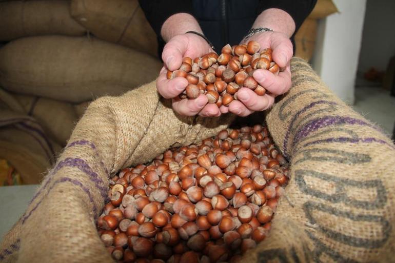 Giresun fındığı zirvede Kilosu ilk kez bu fiyatı gördü