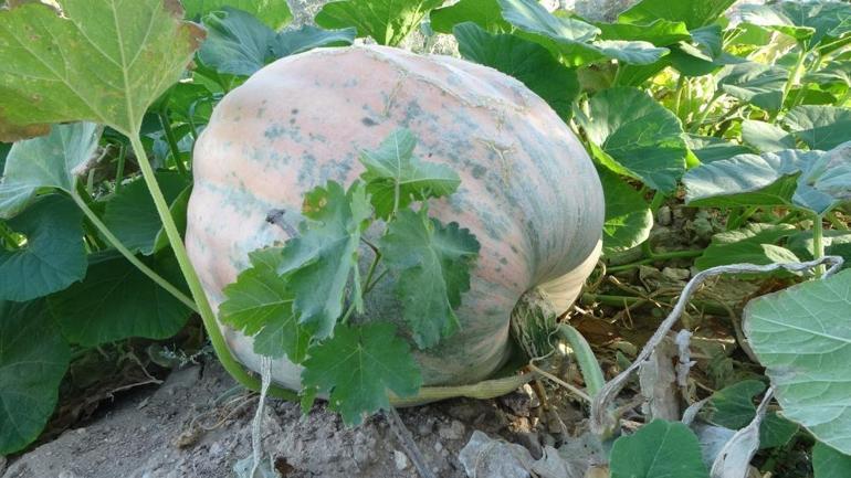 Zirai don bu mahsule etki etmedi, yüksek verimi var Kilogram fiyatı 15 lira oldu