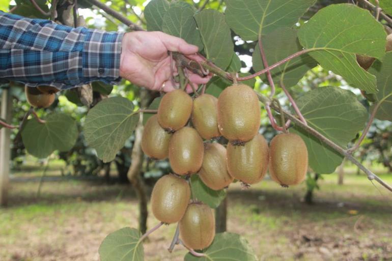 Türkiyenin tropikal meyvesinde rekolte yarıya düştü Fiyatlarda yüzde 150lik artış bekleniyor