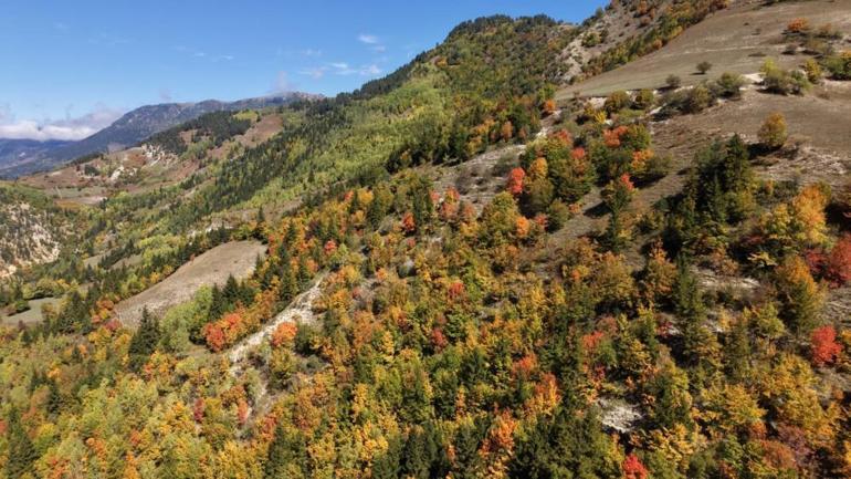 Sonbahar Karadenizde ilk buraya uğruyor Her yer sarı ve kızıla büründü