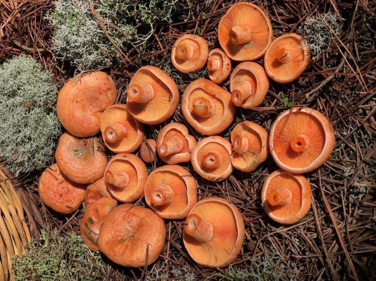 Her kuşun eti yenmez atasözünün karşılığı Mantar sezonu başladı, bilmeyenin canına mal oluyor