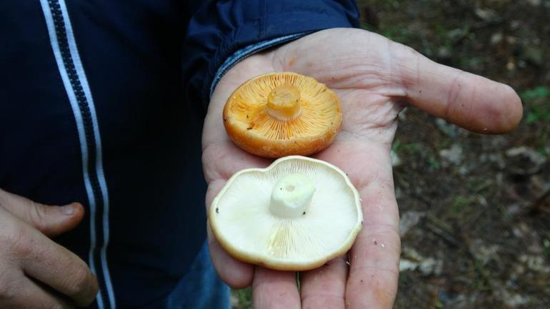 Her kuşun eti yenmez atasözünün karşılığı Mantar sezonu başladı, bilmeyenin canına mal oluyor