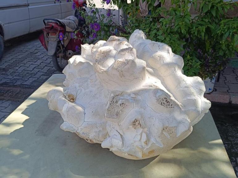 Konyada köyde buldu Taş sandı, yaklaşınca donup kaldı: İlk kez görüyorum, tam 19 kilo