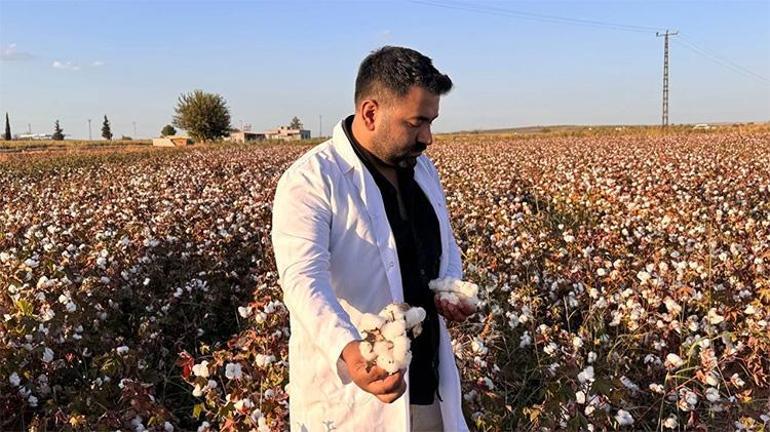 Milyonluk hasat başladı Beyaz altın Şanlıurfadan dünyanın dört bir yanına satılacak