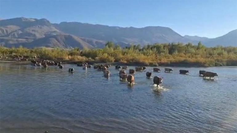 Erzincanda vahim tablo Dramatik bir şekilde düştü, görenler şaşkına dönüyor