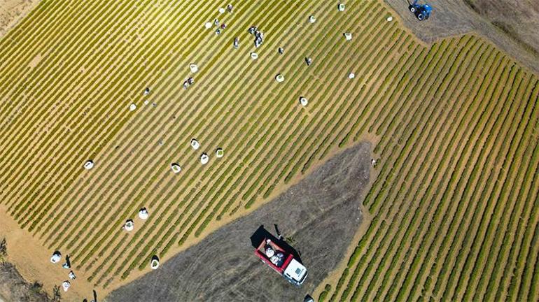 Atıl arazilerden milyonlar kazanacaklar Çiftçilerin geliri bu ürünle katlanacak
