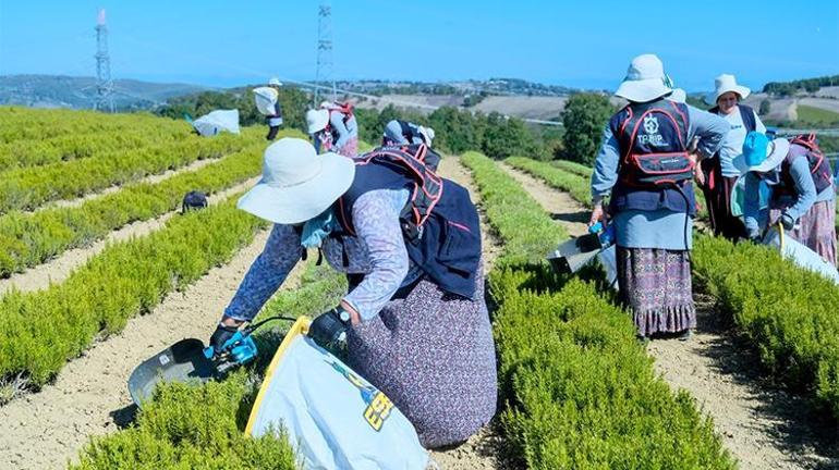 Atıl arazilerden milyonlar kazanacaklar Çiftçilerin geliri bu ürünle katlanacak