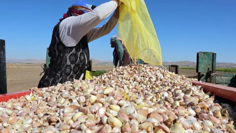 Müşterisi şimdiden hazır Organik mahsullerin ekimi başladı: Raf ömürleri uzun, getirisi yüksek
