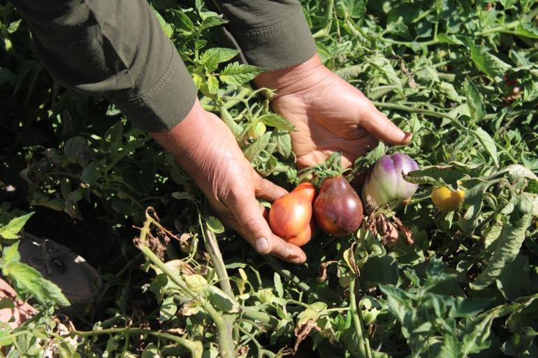 Bu bahçede ne desen yetişiyor 55 çeşit domates, 22 çeşit biber üretiliyor