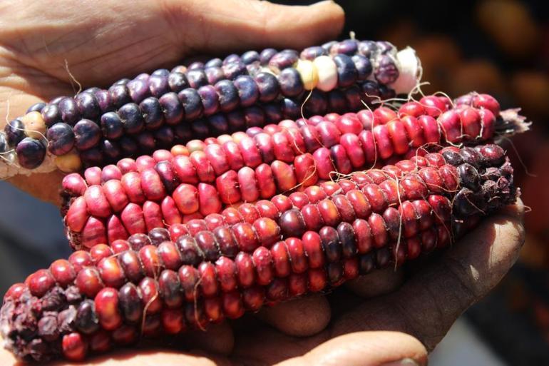 Bu bahçede ne desen yetişiyor 55 çeşit domates, 22 çeşit biber üretiliyor