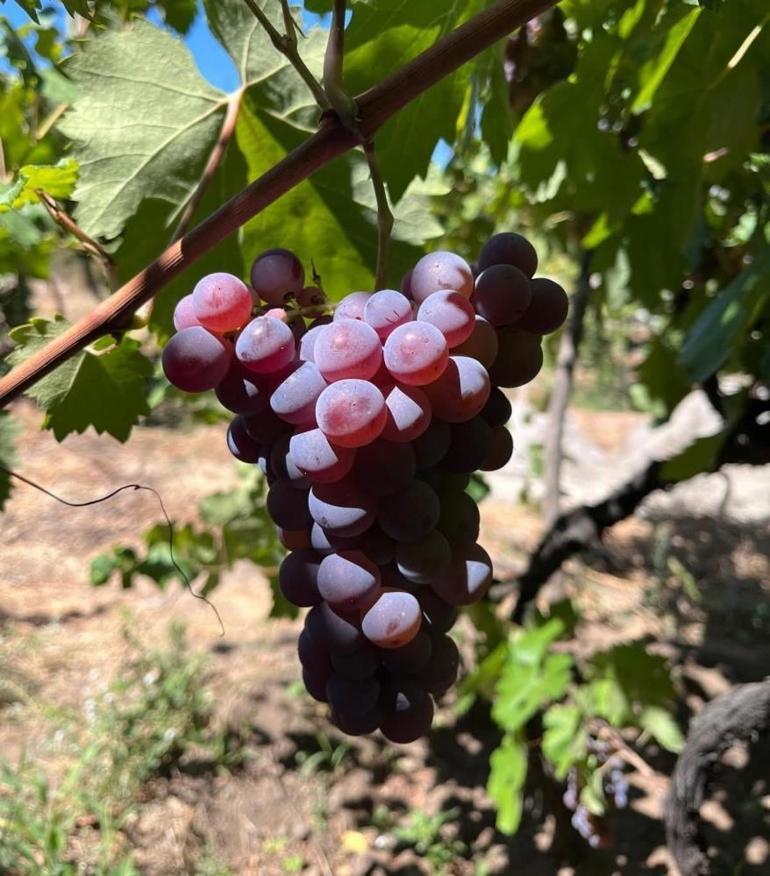 Evliya Çelebinin Seyahatnamesinde bile yer alıyor Sadece bu ilçede yetişiyor