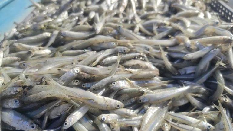 Denizi olmayan bozkırın ortasından Avrupaya balık ihracatı Zahmeti çok, fiyatı uygun