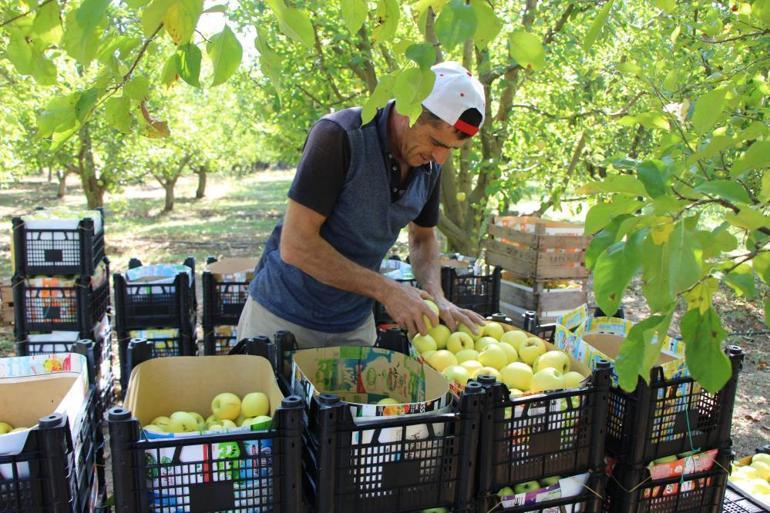 Bu ilimizin en meşhur meyvesini zirai don vurmuştu Hasat çok zayıf, fiyatlar tavan yapabilir