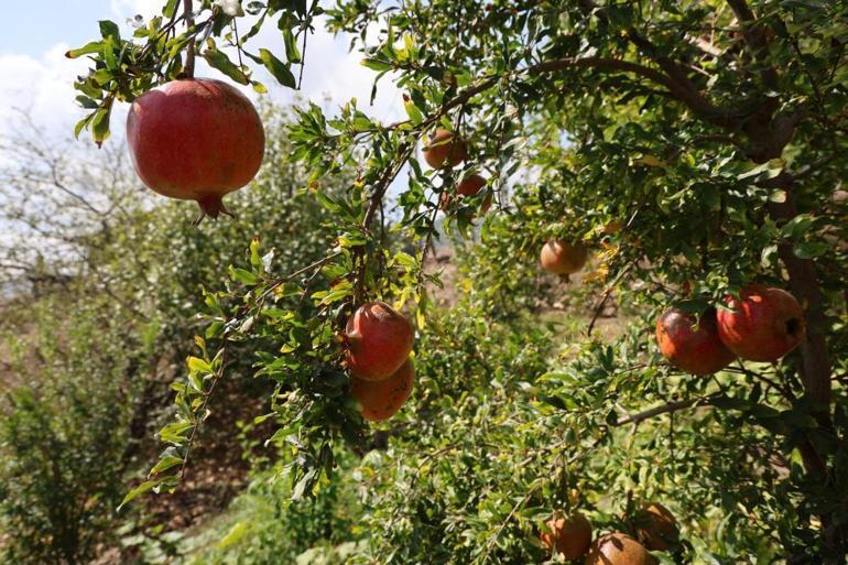 Adananın meşhur mahsullerinden biri Geçen yıl 20 liraya satılıyordu, bu sene 80 liraya gidiyor