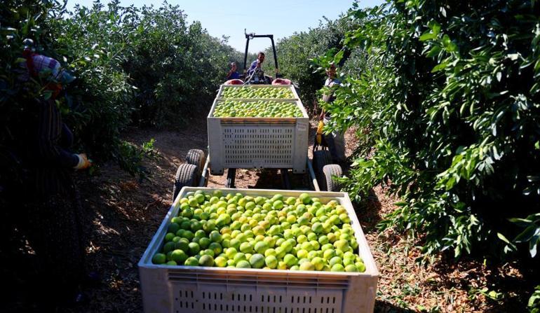 Erkenci hasat zamanı, verim yüksek Her cebe uygun, kilosu 8 liradan satılıyor