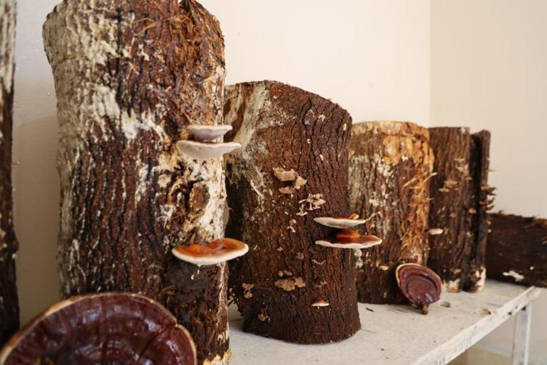 Adanada hükümlüler üretiyor Kilogramı 15 bin TLye kadar çıkıyor