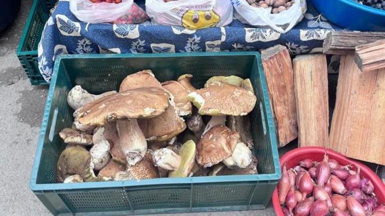 Sinopta köylüler ormandan bedavaya toplayıp kilosunu 500 liraya satıyor