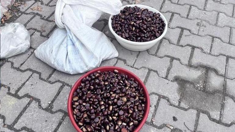 Sinopta köylüler ormandan bedavaya toplayıp kilosunu 500 liraya satıyor